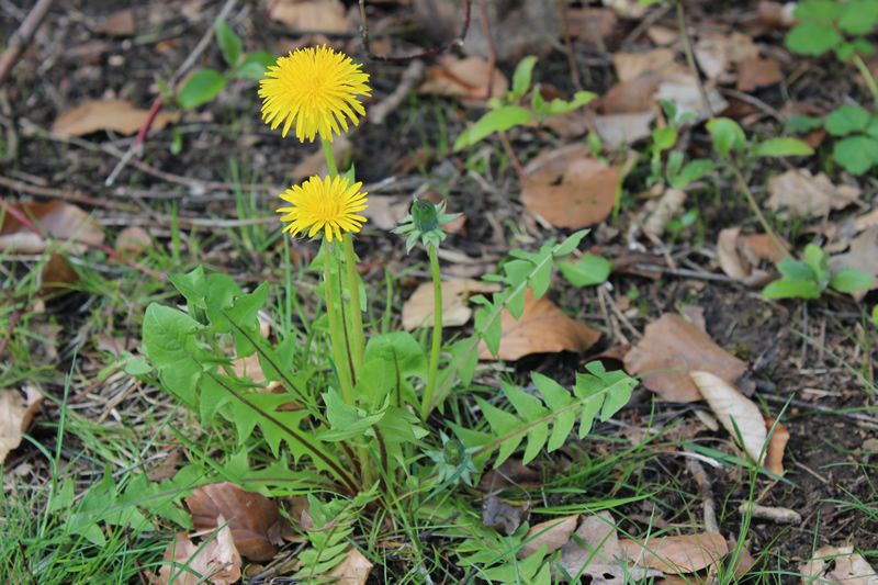Löwenzahn - Taraxakum Offizinalis