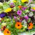 Wildblütensalat